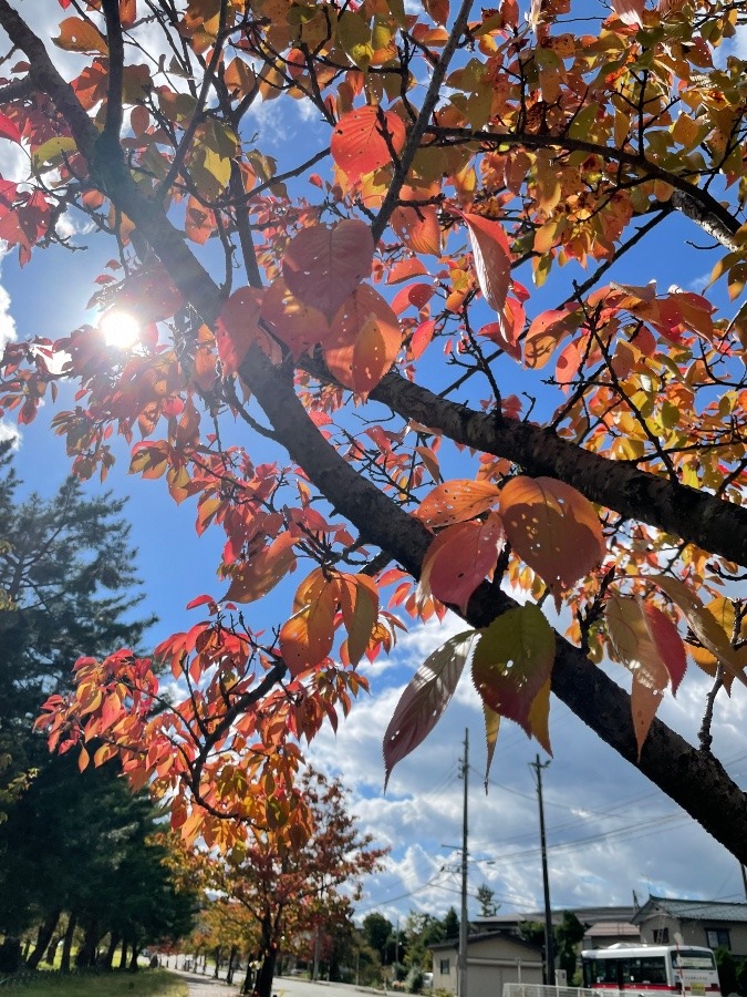 紅葉🍁