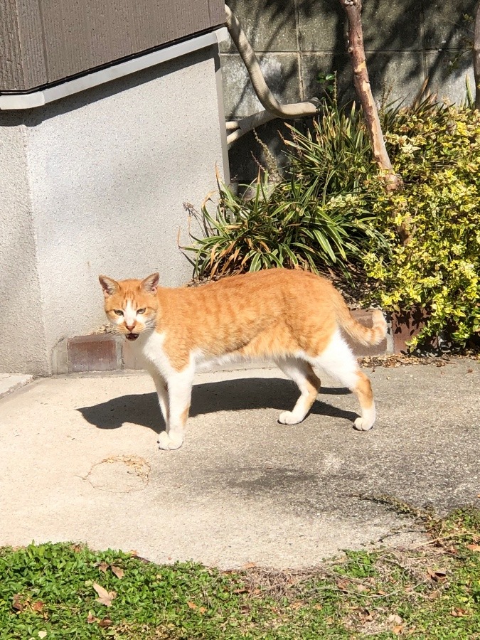 野良にゃ