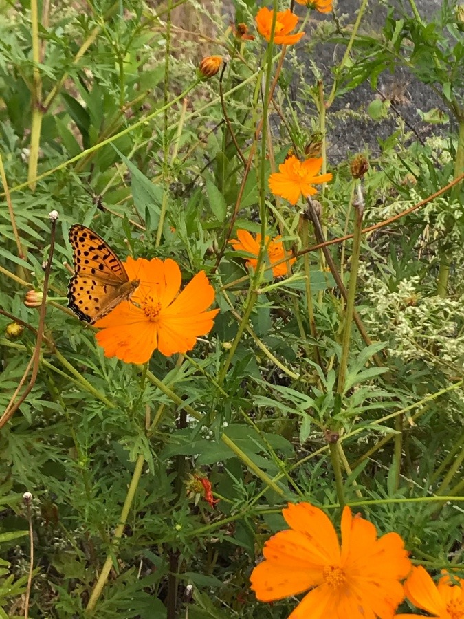 蝶のお食事〜🦋