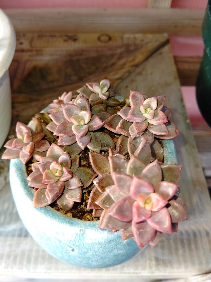 多肉植物🌵