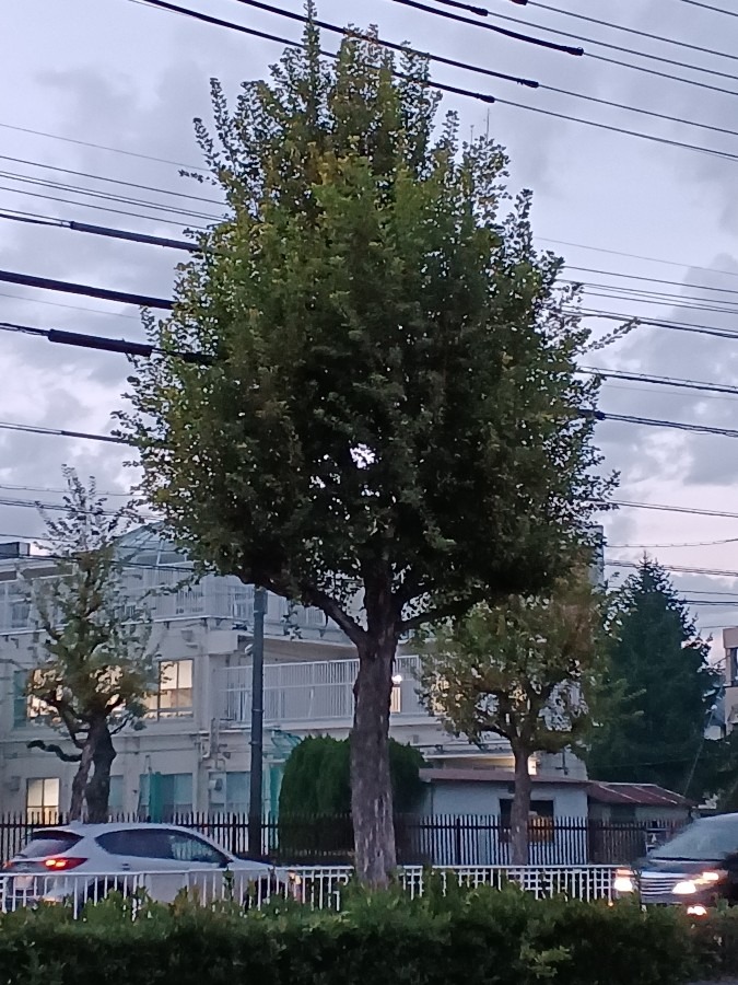 この木(^O^)•*¨*•.¸¸☆名古屋で見つけました❣️