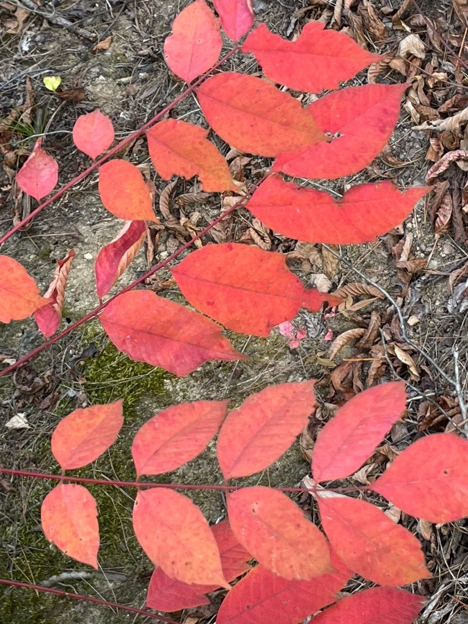 紅葉🍁