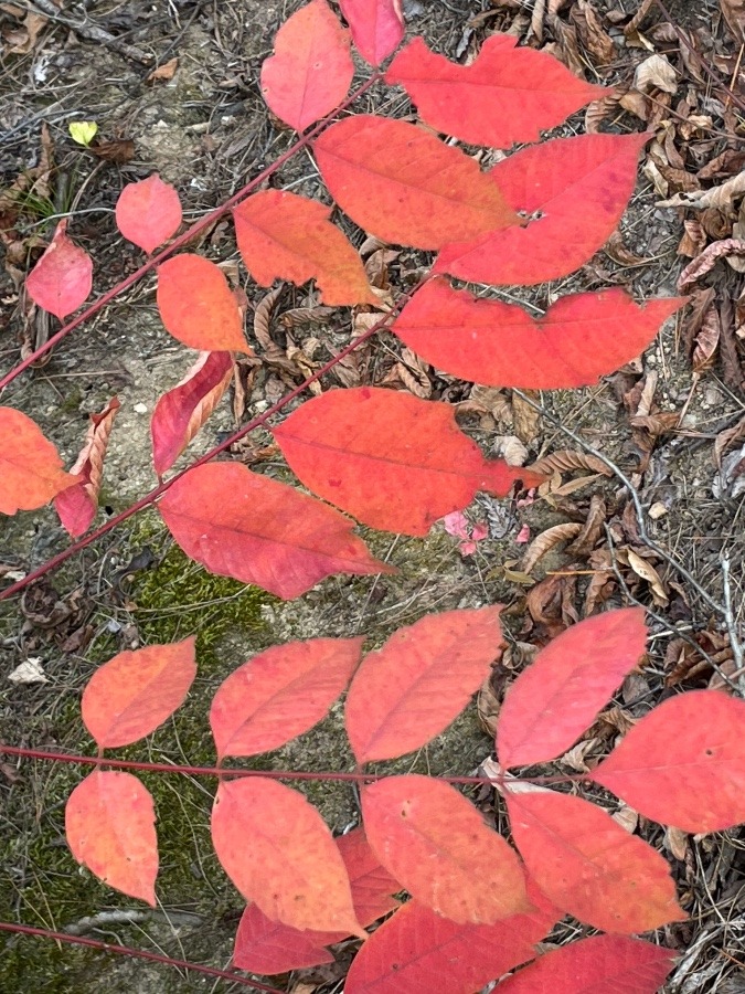 紅葉🍁