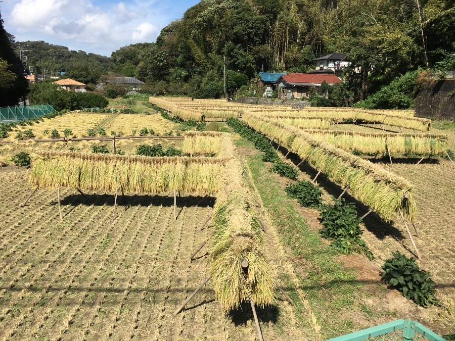 刈り取りされました