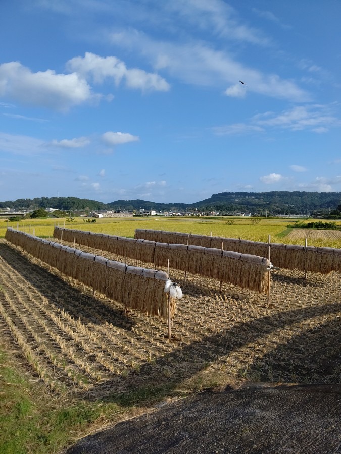 🌾昔ながら🌾