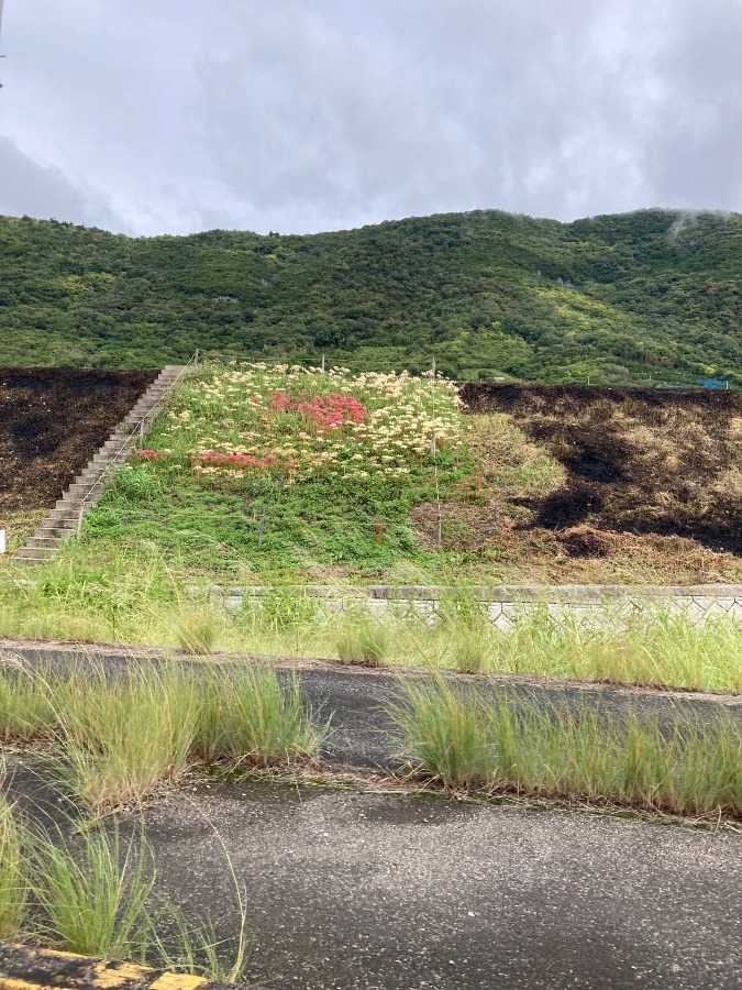 野焼き