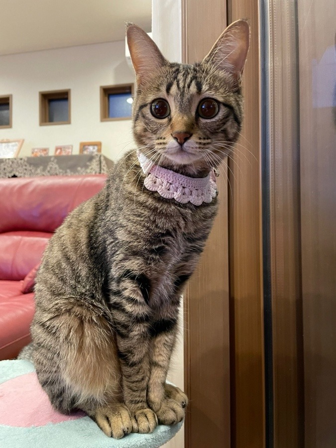 lovely チーちゃん