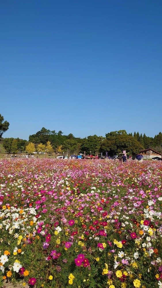 コスモス🌸