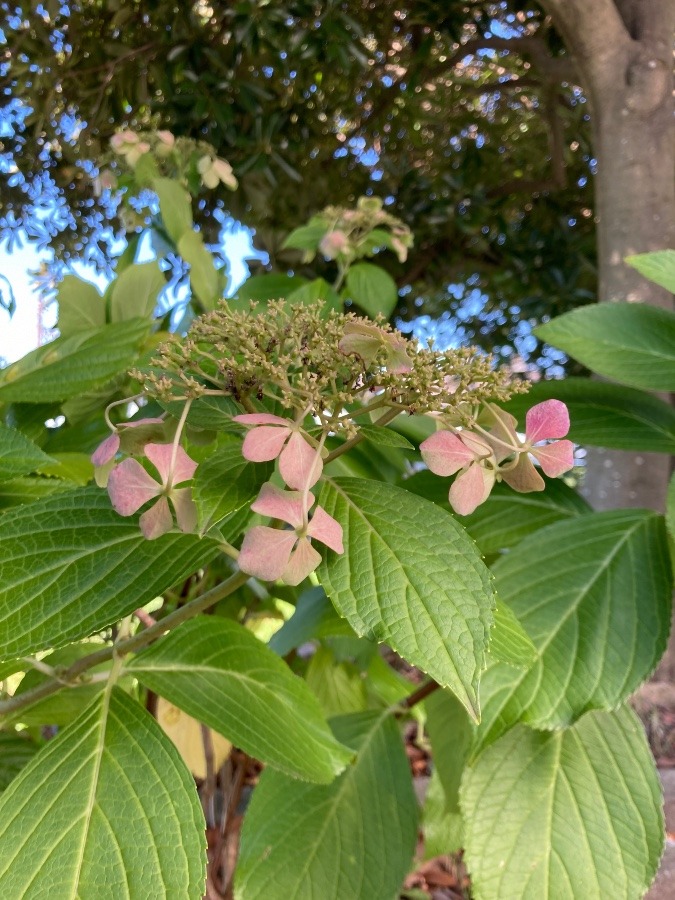 アジサイの花みっけ❣️