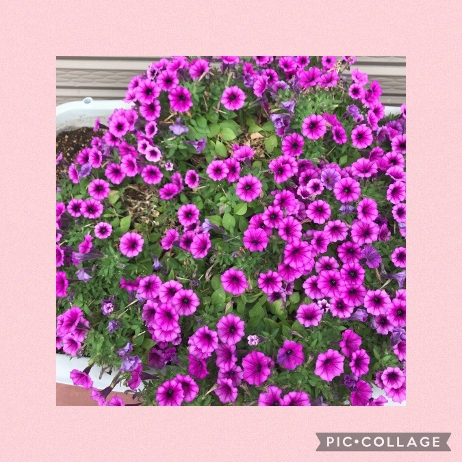 お花〜💕