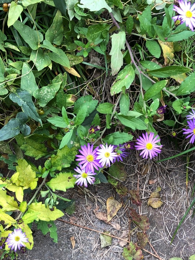 庭の花シリーズ