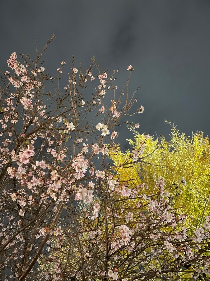 春と秋のコラボです✨桜🌸と銀杏🍁　