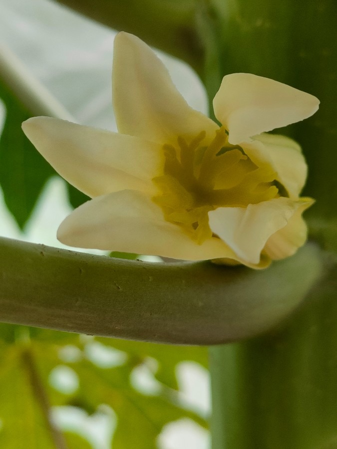 青パパイヤの花が咲きました❗