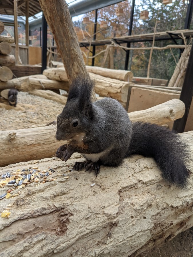 りすの森　🐿