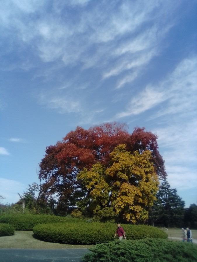 昭和記念公園の🍁紅葉と空