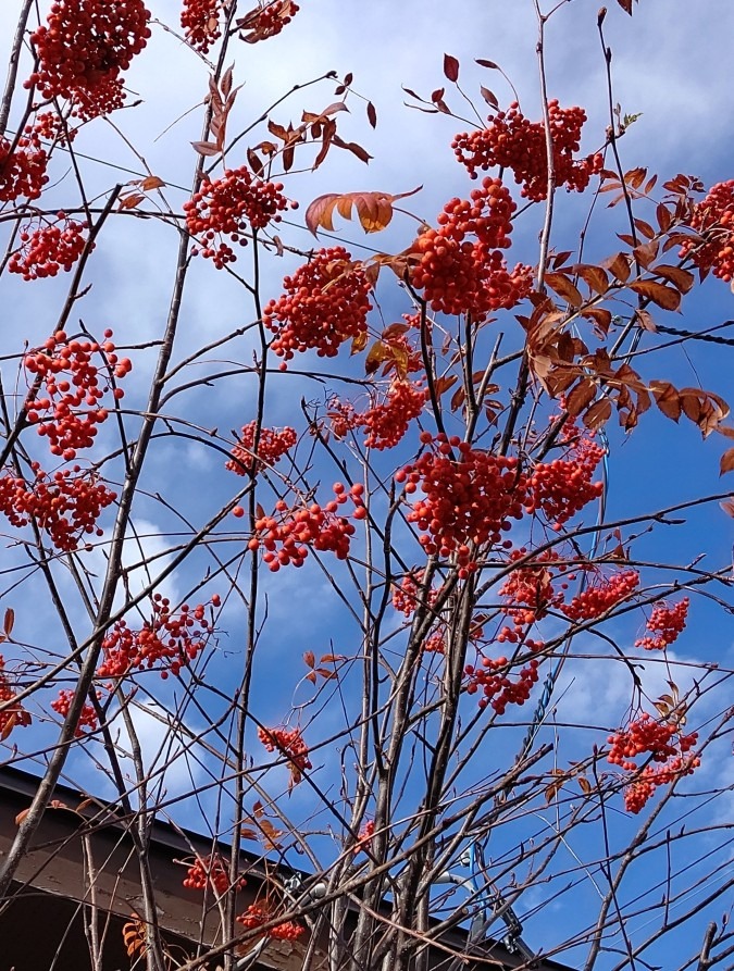 ナナカマドの葉 🍂