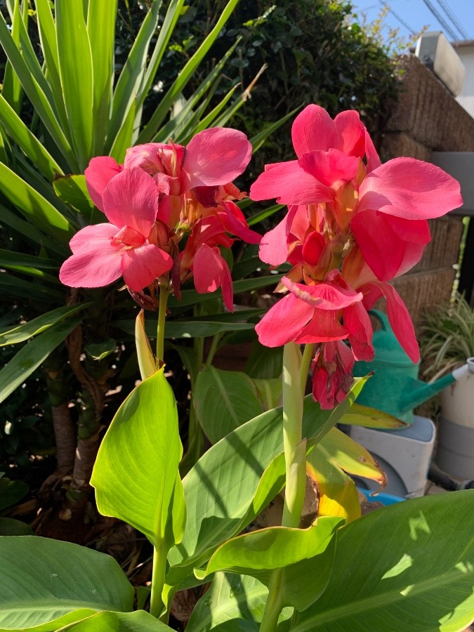 夏の花🌸頑張って咲いてる　私も💪❗️