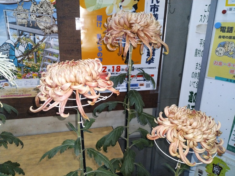 お花です！
