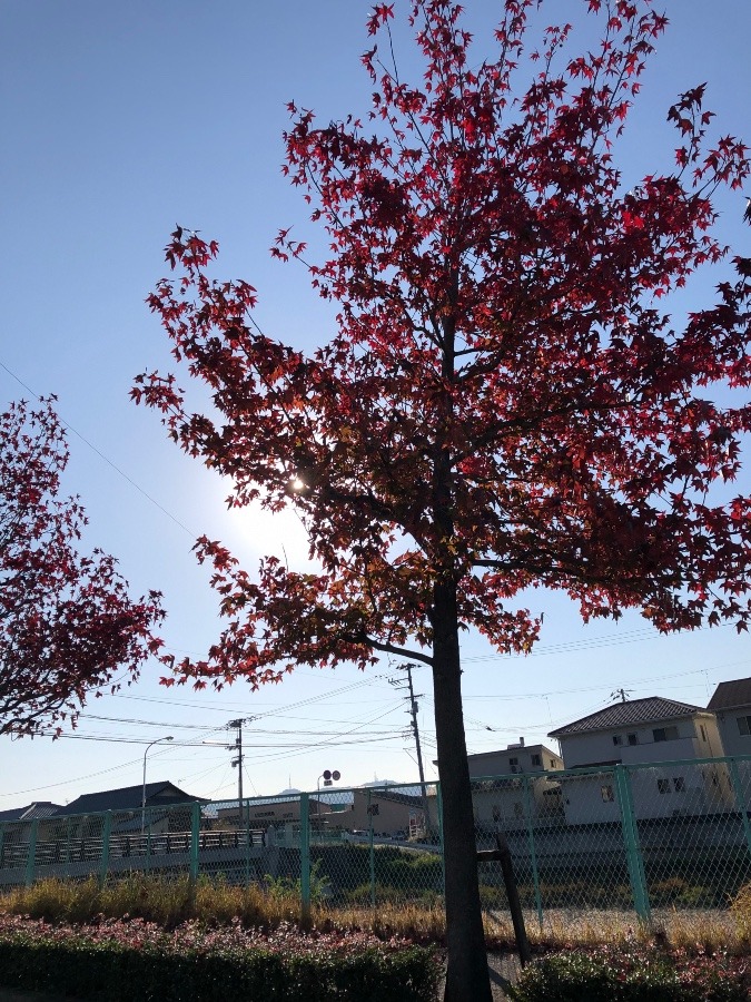 太陽と紅葉