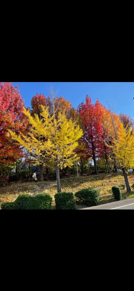 🍁紅葉🍁