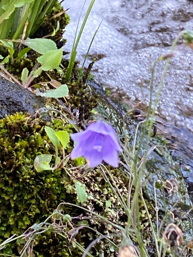 花🌸🌸🌸