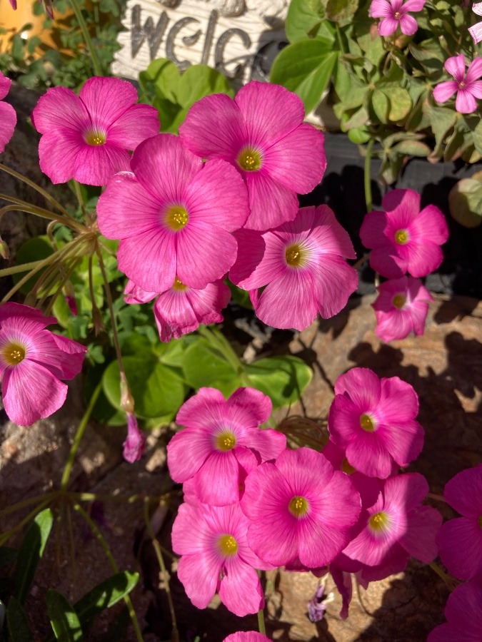 実家のお花🌸