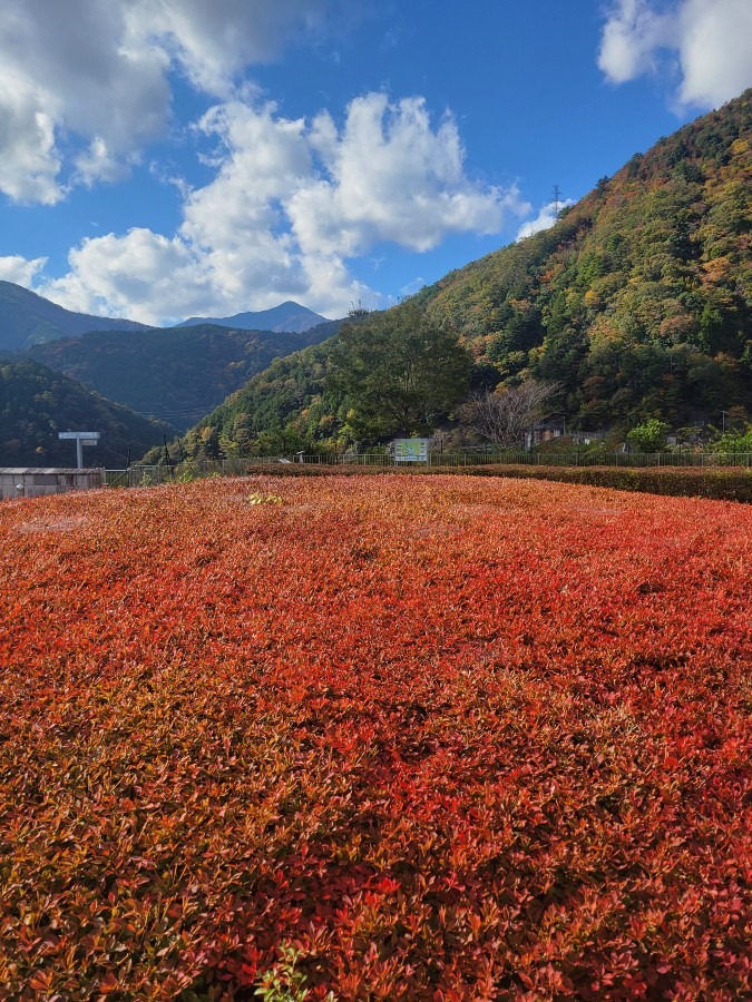 長島ダムまで紅葉を見に行って来ました