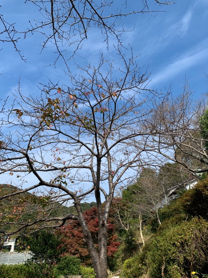 桜の木