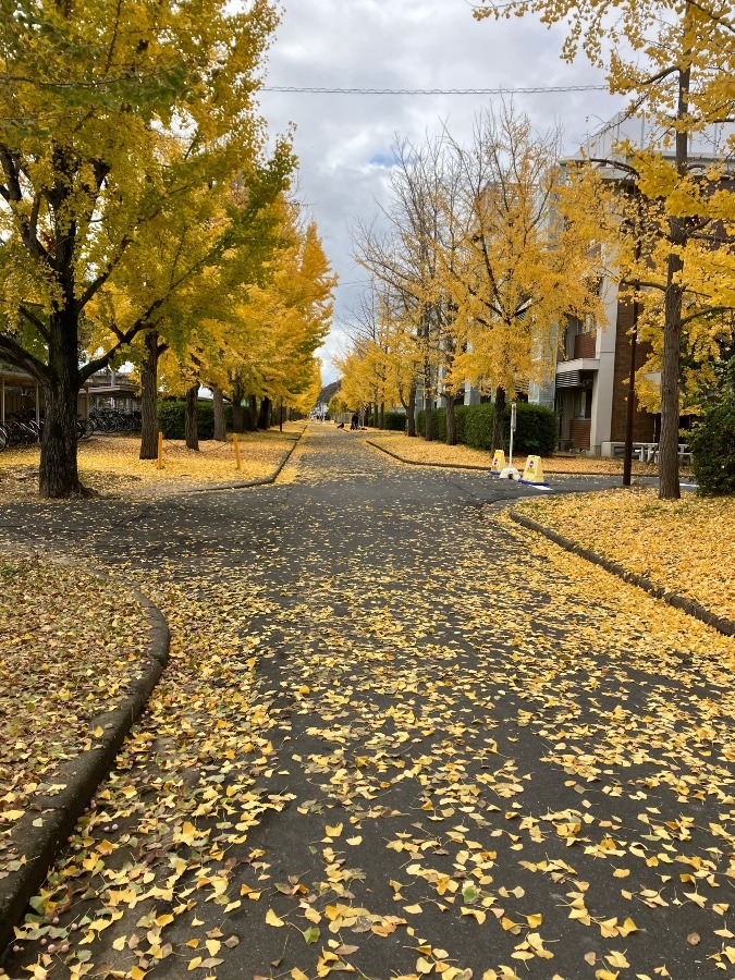 岡山大学のいちょう並木