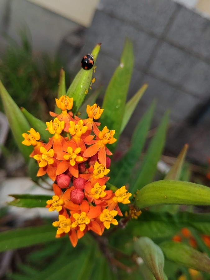 変わった模様🐞🐞