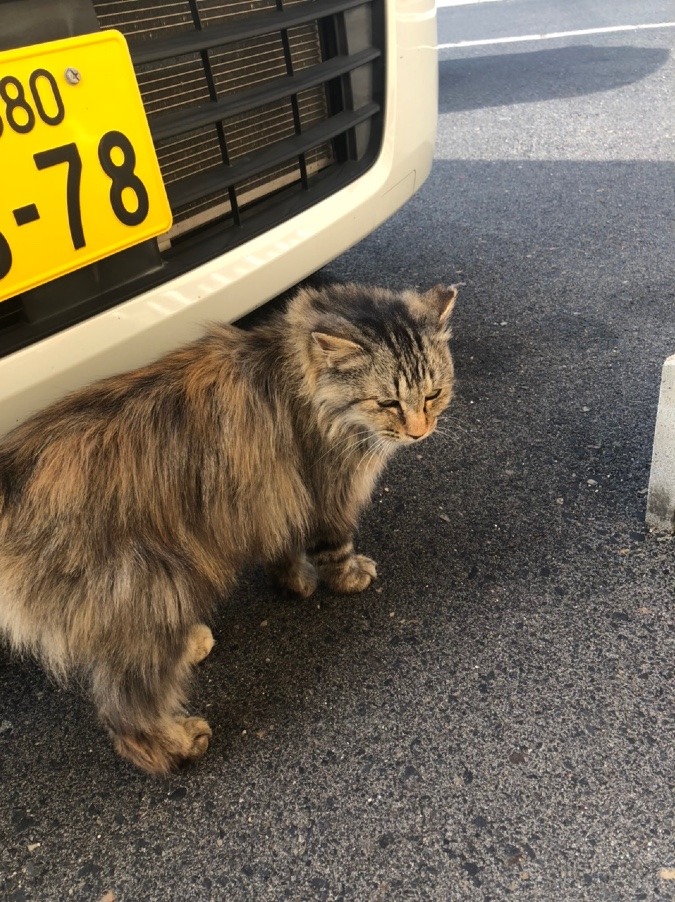 日御碕神社前の猫