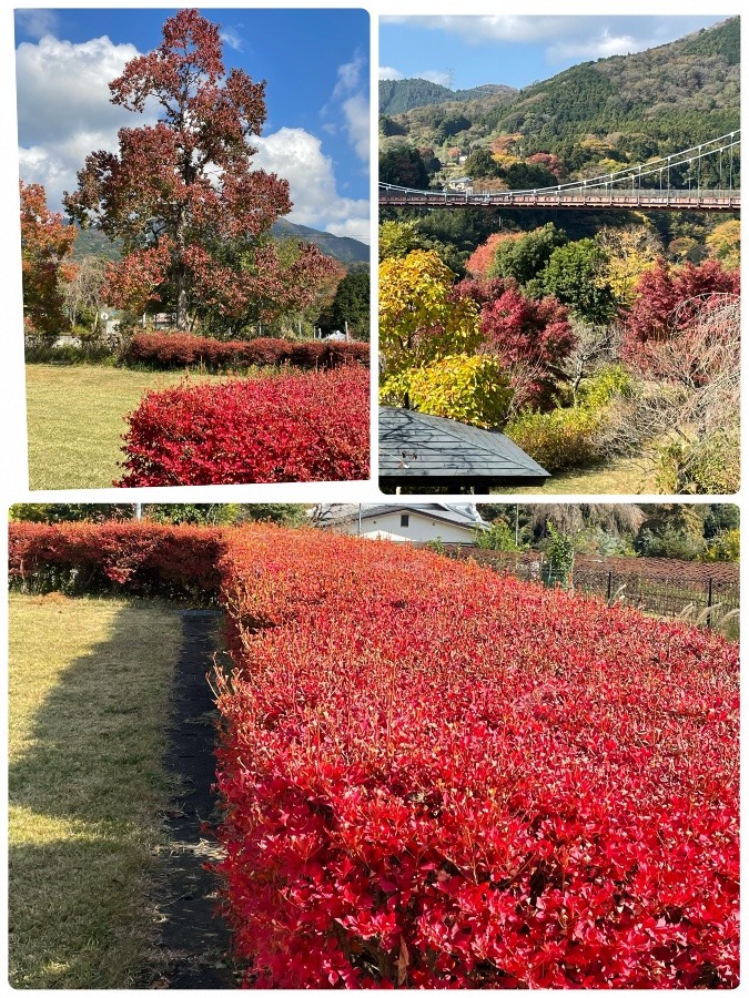 県立　秦野戸川公園