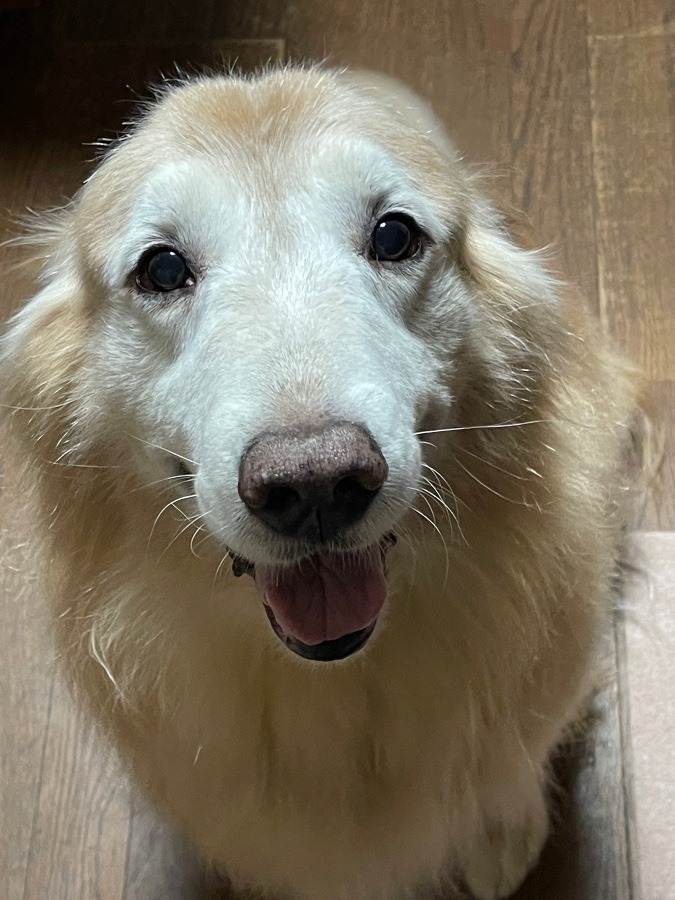 シャンプー後