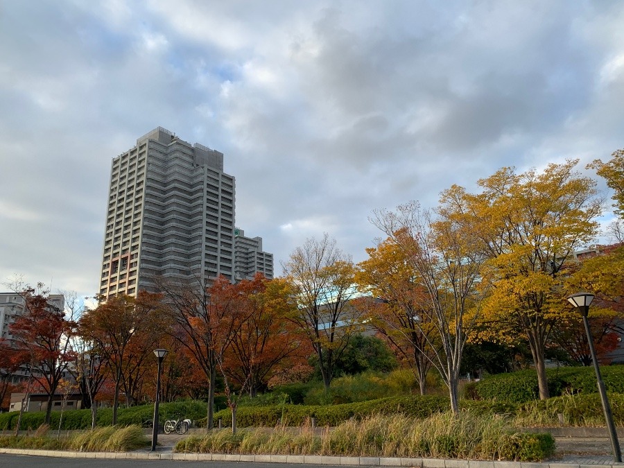 紅葉してきましたね