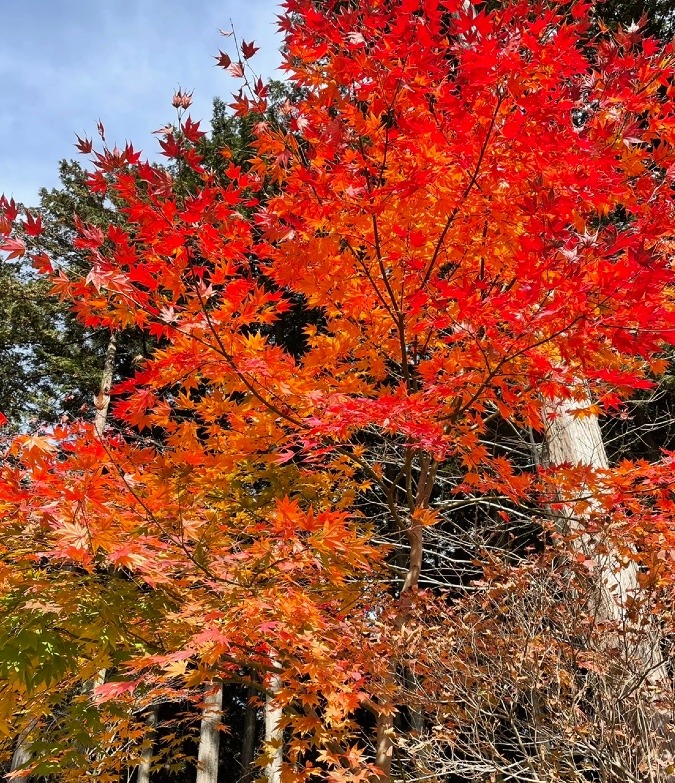 もみじ🍁