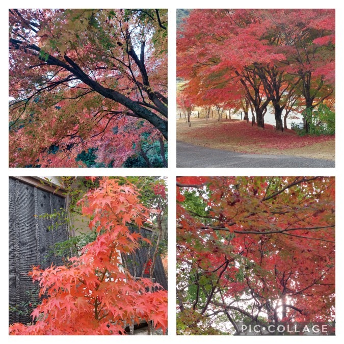 紅葉　両足寺