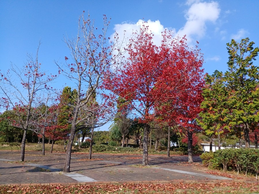 秋です(^○^)•*¨*•.¸¸☆紅葉❣️