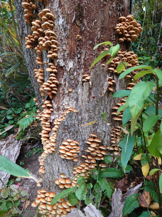 天然ナメコ🍄