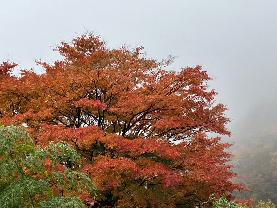 箱根小涌谷の紅葉①