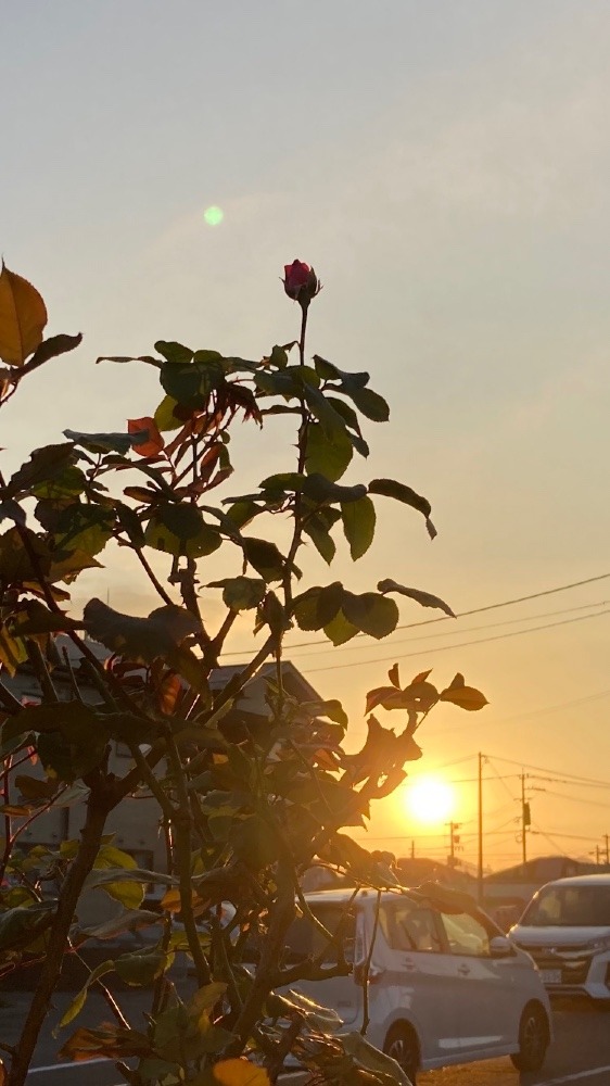 今日の夕陽と薔薇