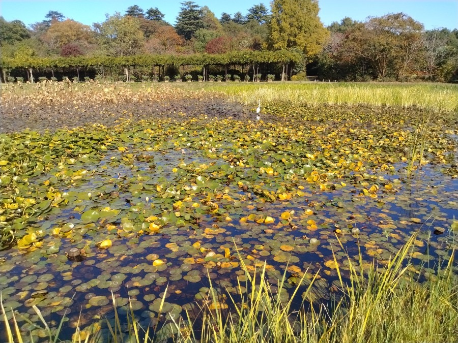 お花畑です！