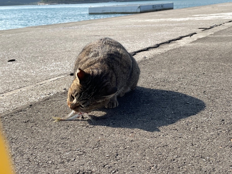 ご馳走様🐟😺