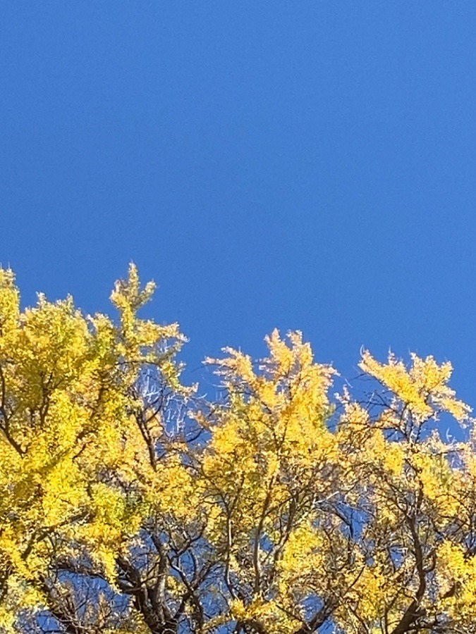 快晴です☀️