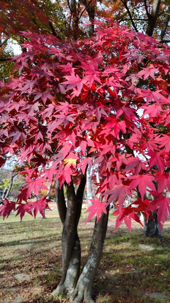 加瀬沼公園の紅葉(2)