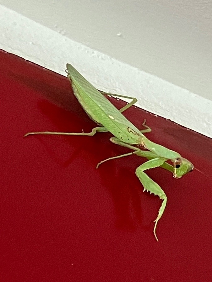 カマキリ発見