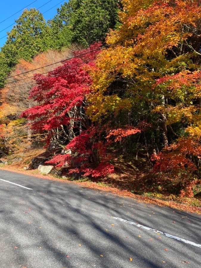 芸北の紅葉