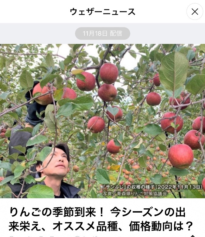 りんご🍎の季節