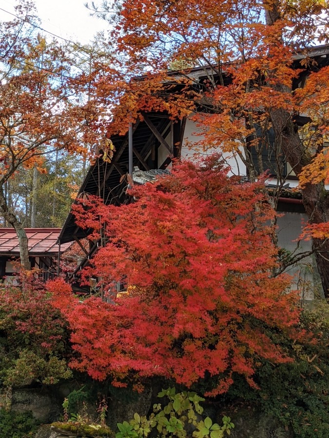 紅葉　🍁