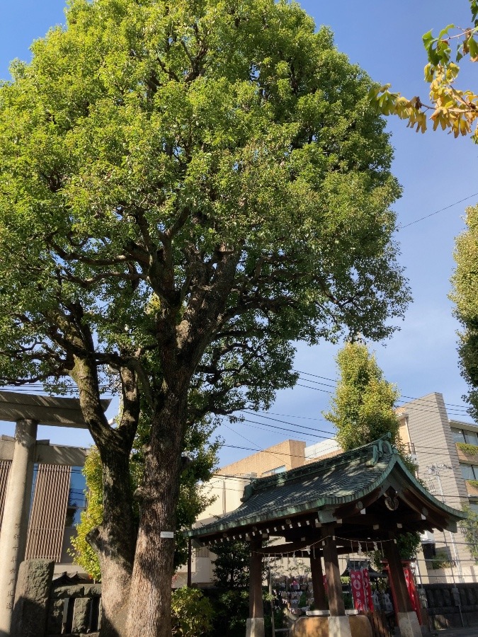 麻布氷川神社-3