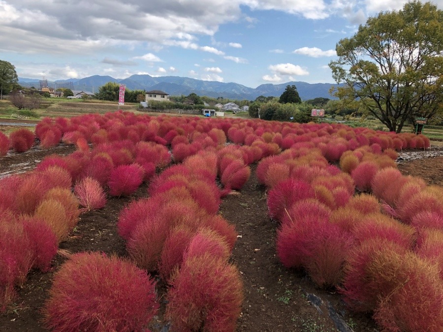 おかばる花公園